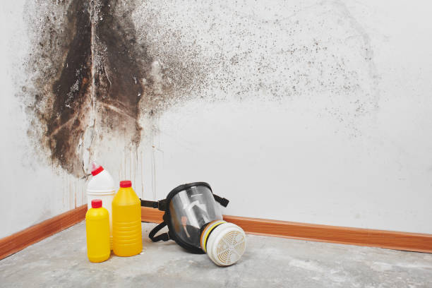 Best Black Mold Remediation in Hudson, NY