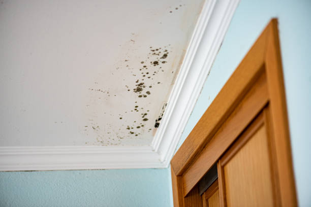 Best DIY Mold Remediation Support Services in Hudson, NY