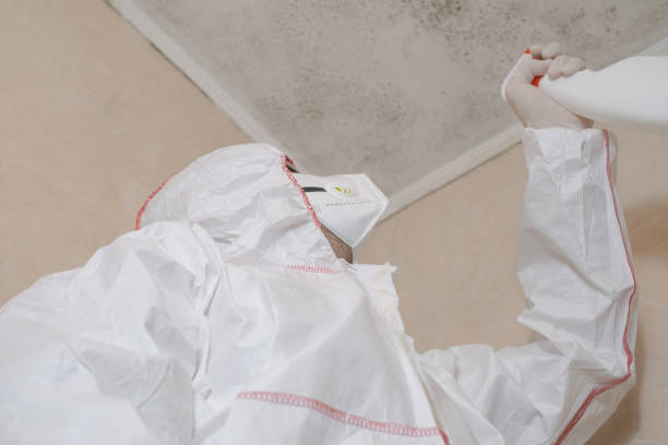 Best Basement Mold Remediation in Hudson, NY