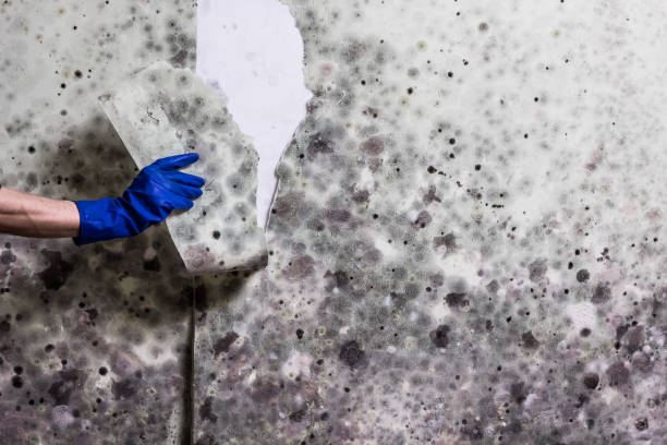 Hudson, NY Mold Remediation Company